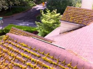 Revive your composition roof by cleaning with our low pressure washing or hand scraping.